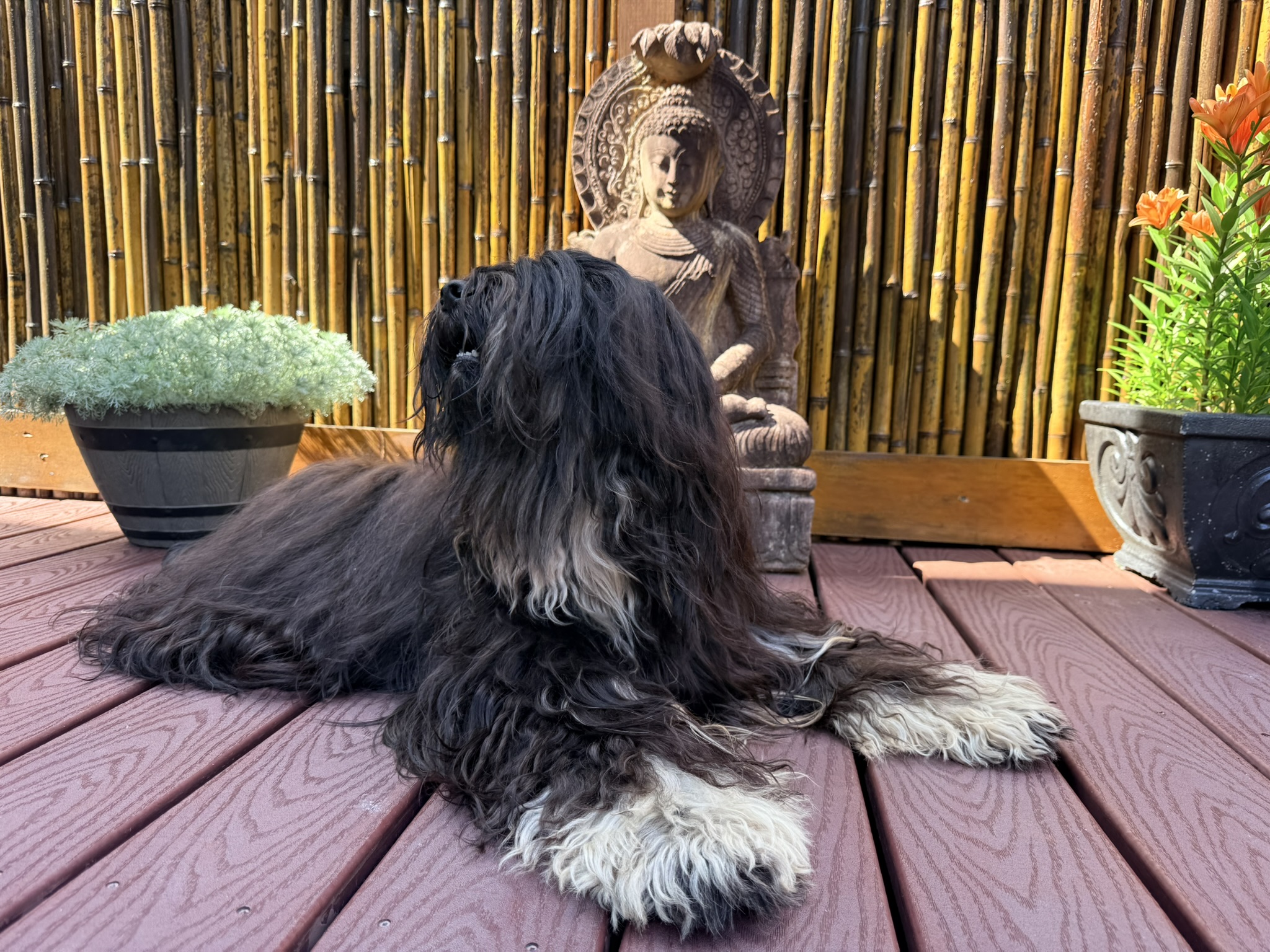 A dog resting on a deck facing a stone Buddha statue