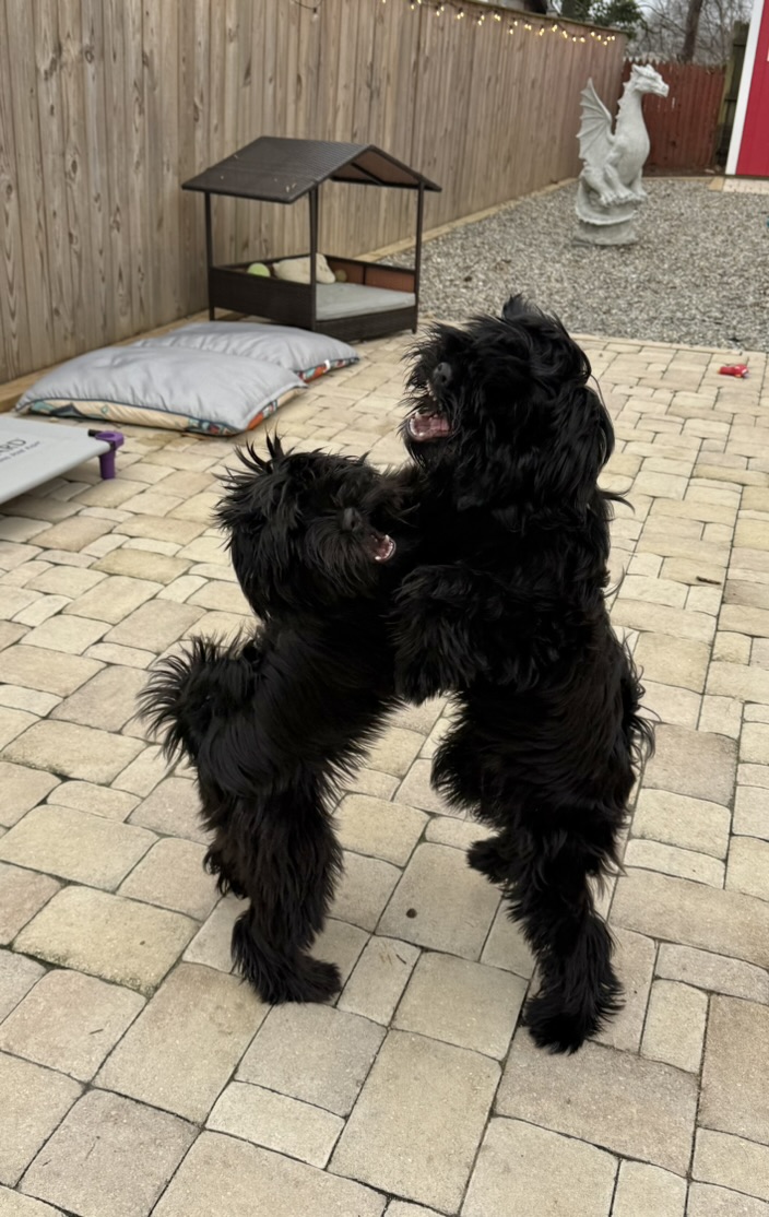 Two dogs play-wrestling on the patio