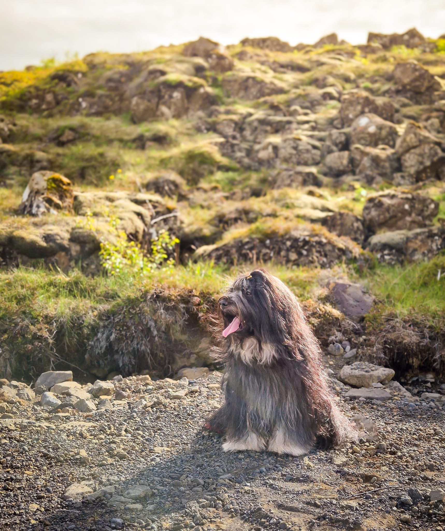 A Tibetan Terrier sitting on a rocky, moss-covered hillside