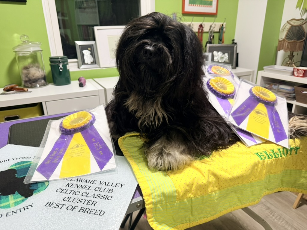 Elliott sitting with his ribbons from Best of Breed wins