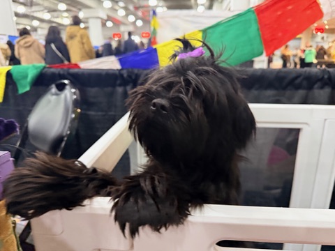 Toots peeking out of her crate at AKC's Meet the Breeds