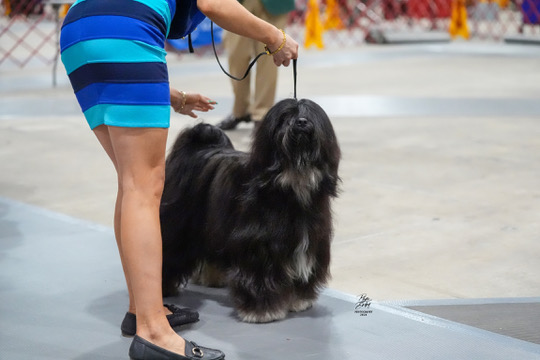 Elliott being judged at a show, gaited for the judge