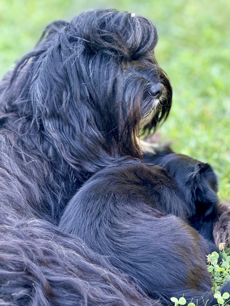 A dog resting in the grass in the sun