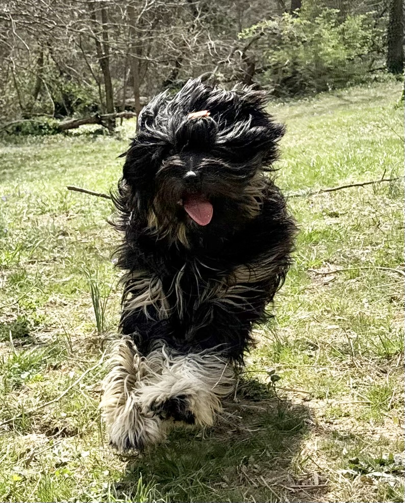 A puppy running through the grass