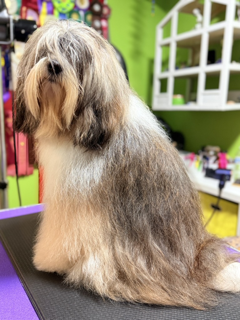 A dog sitting on a grooming table, freshly groomed
