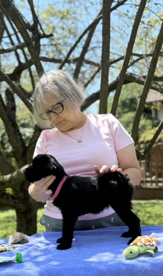 Deidre stacking a puppy on a grooming table outdoors
