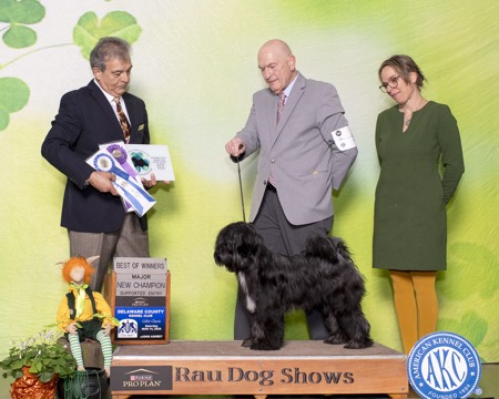 Desmond winning Best of Winners and New Champion at the Delaware County Kennel Club Celtic Classic