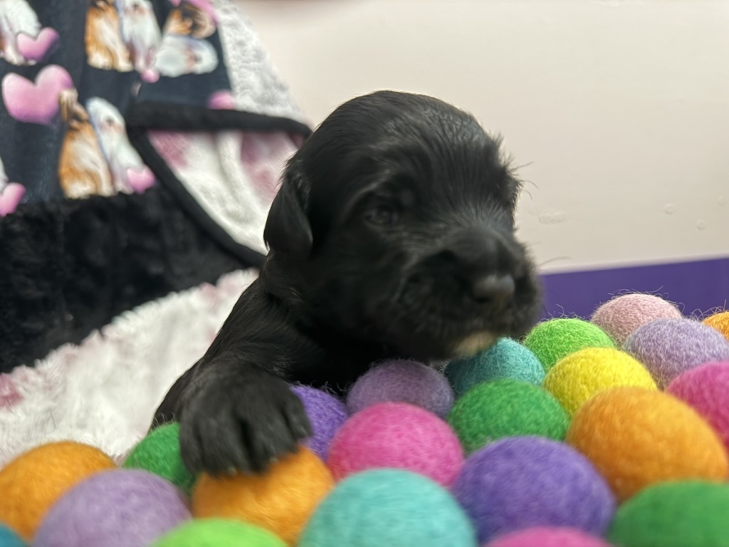 The bright, toy-filled puppy room with playpen set up
