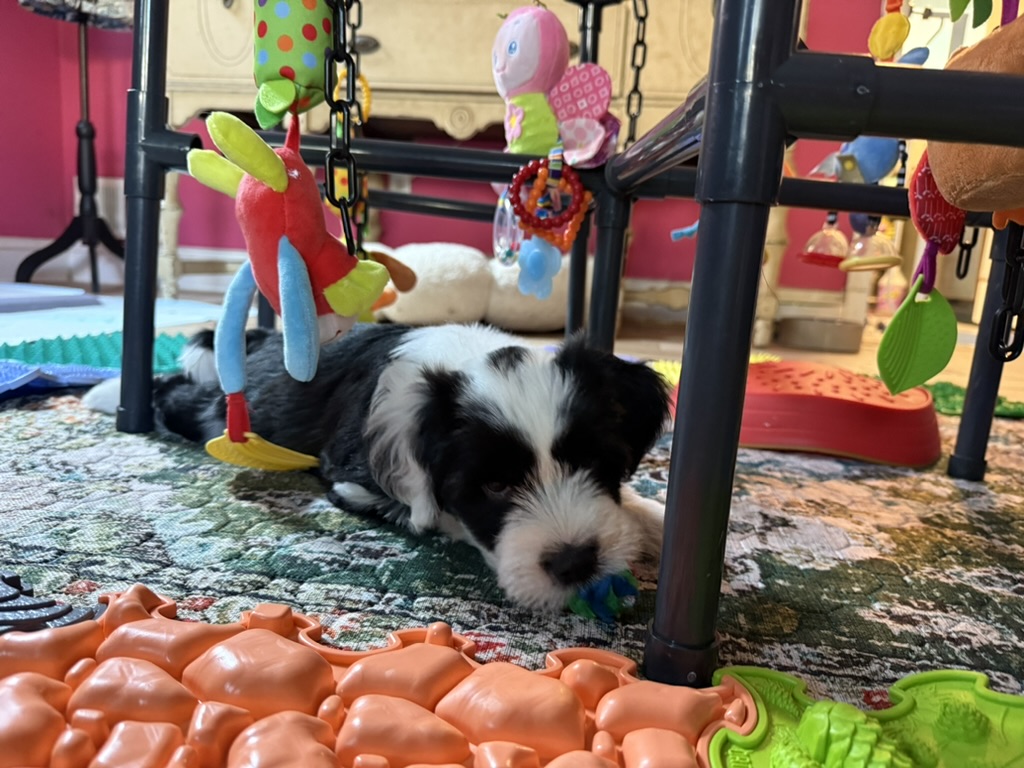 A black-and-white puppy resting under a play gym hung with sensory toys