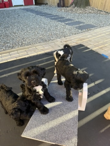 Two puppies exploring a textured walkway outdoors