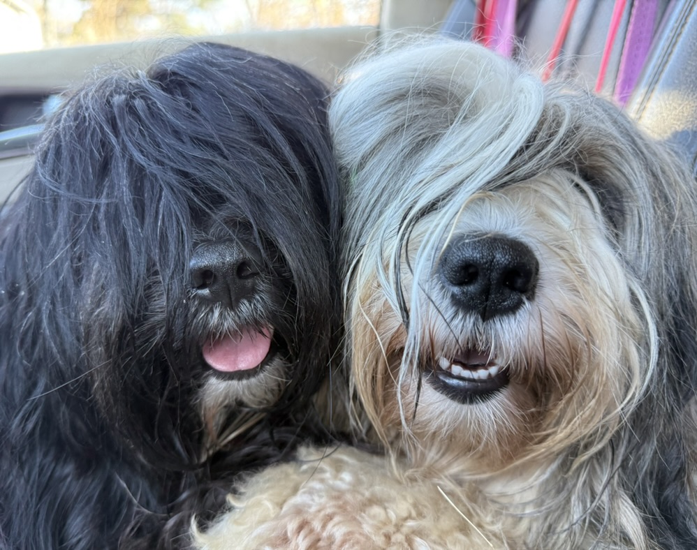 Two dogs cheek to cheek in the car