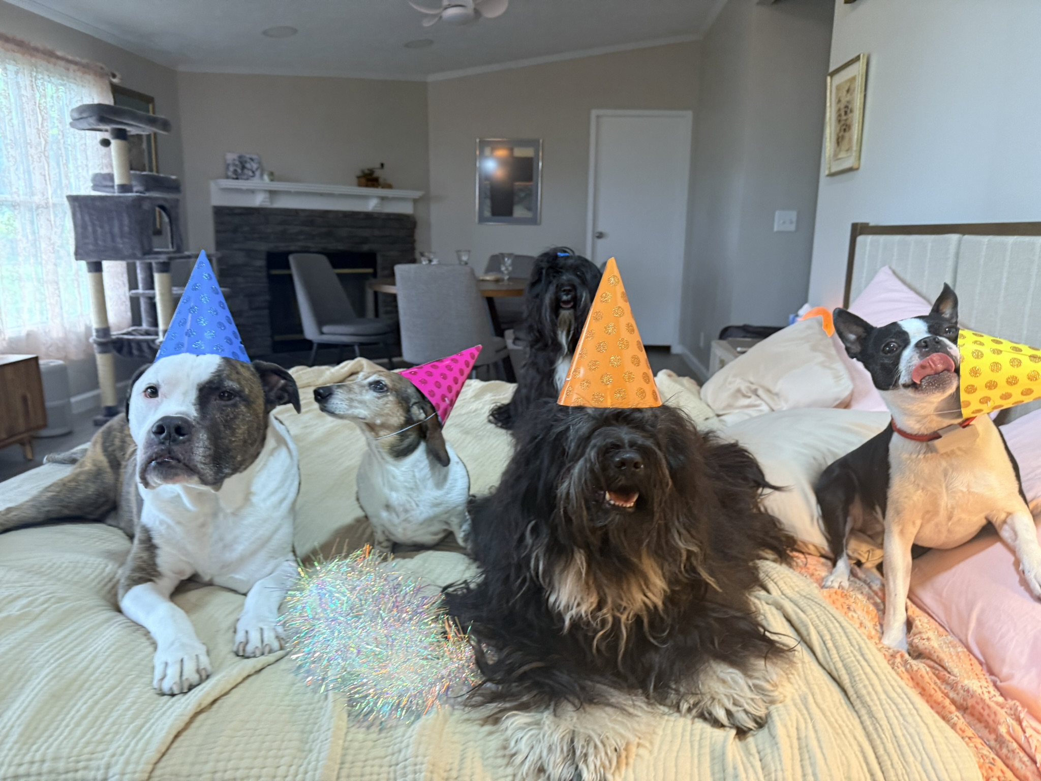 A group of dogs wearing birthday party hats on a bed