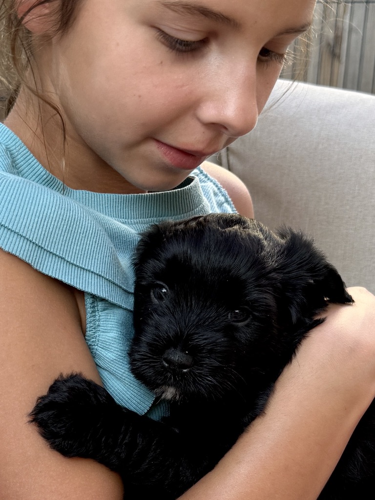 A girl cradling a sleepy black puppy against her shoulder