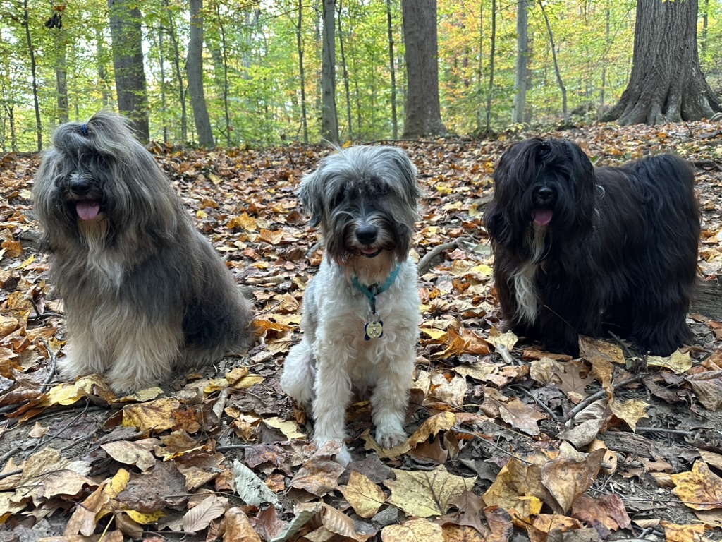 Three dogs sitting together in autumn leaves