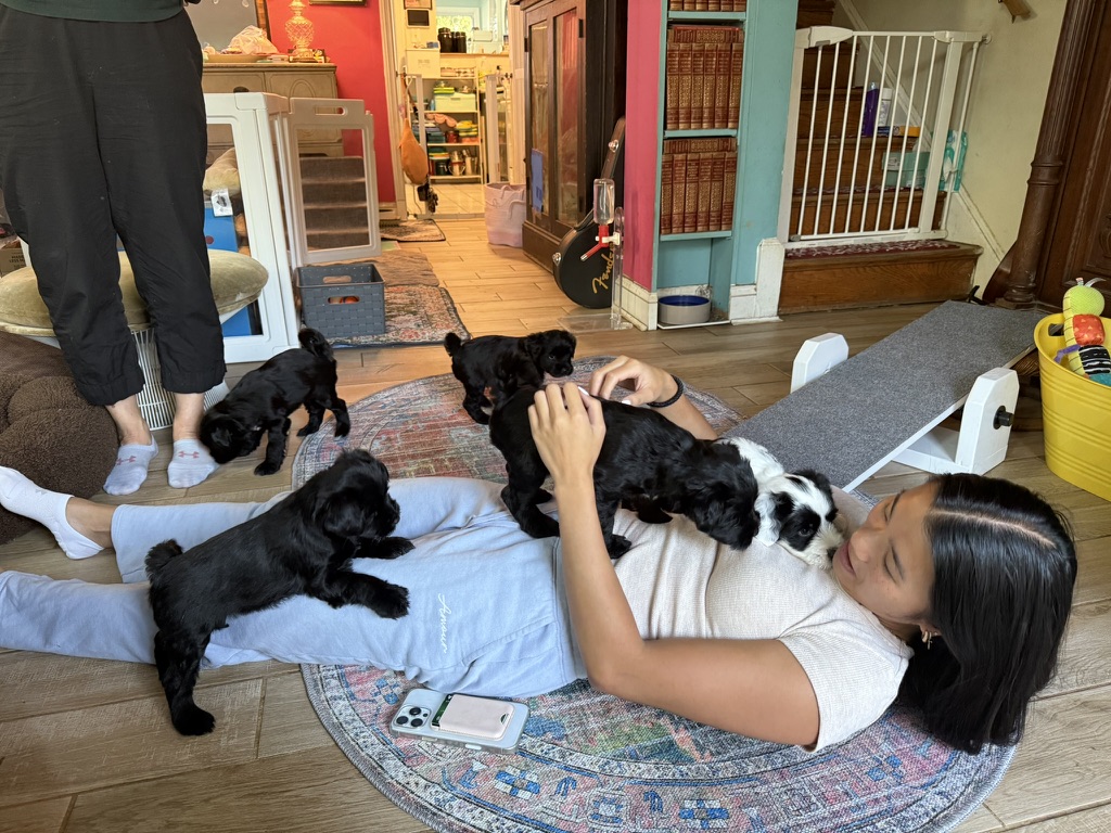 A litter of puppies climbing over a visitor lying on the floor