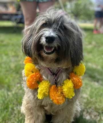 Cookie wearing a marigold garland