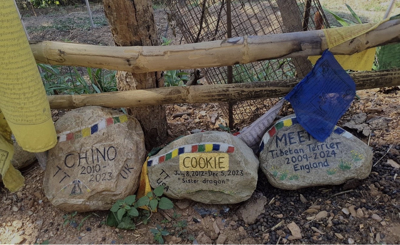 Cookie's memorial stone among others in the Himalayan foothills of Nepal