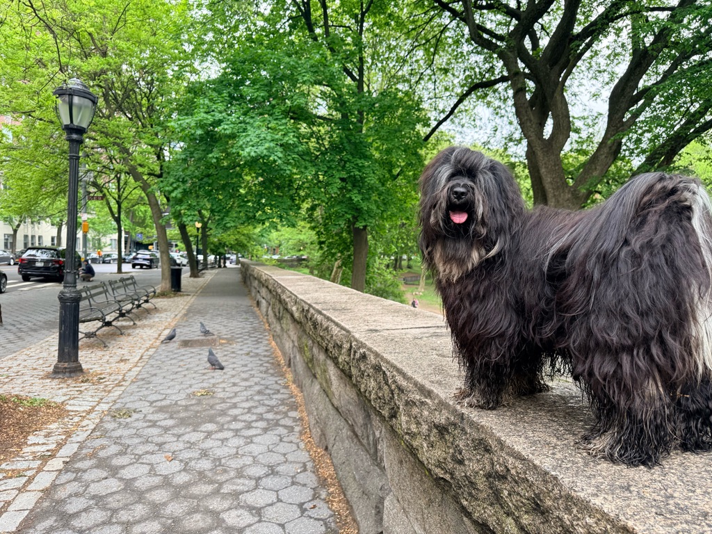 Elliott on a stone wall in Riverside Park