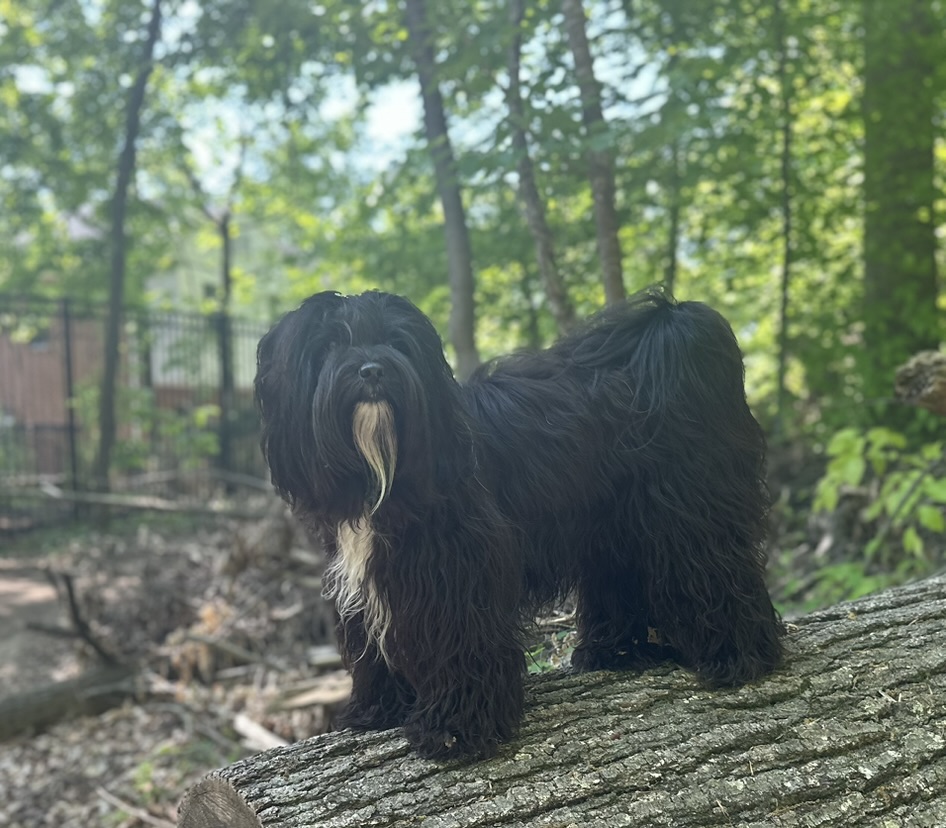 Fable standing on a fallen log in the woods