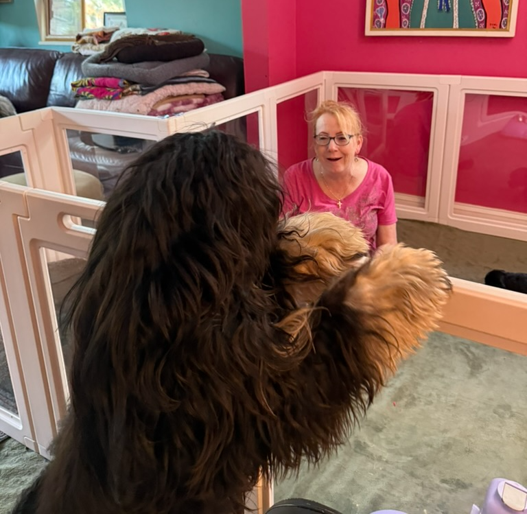 Deidre's friend Lisa greeting the adult dogs beside the puppy playpen at home