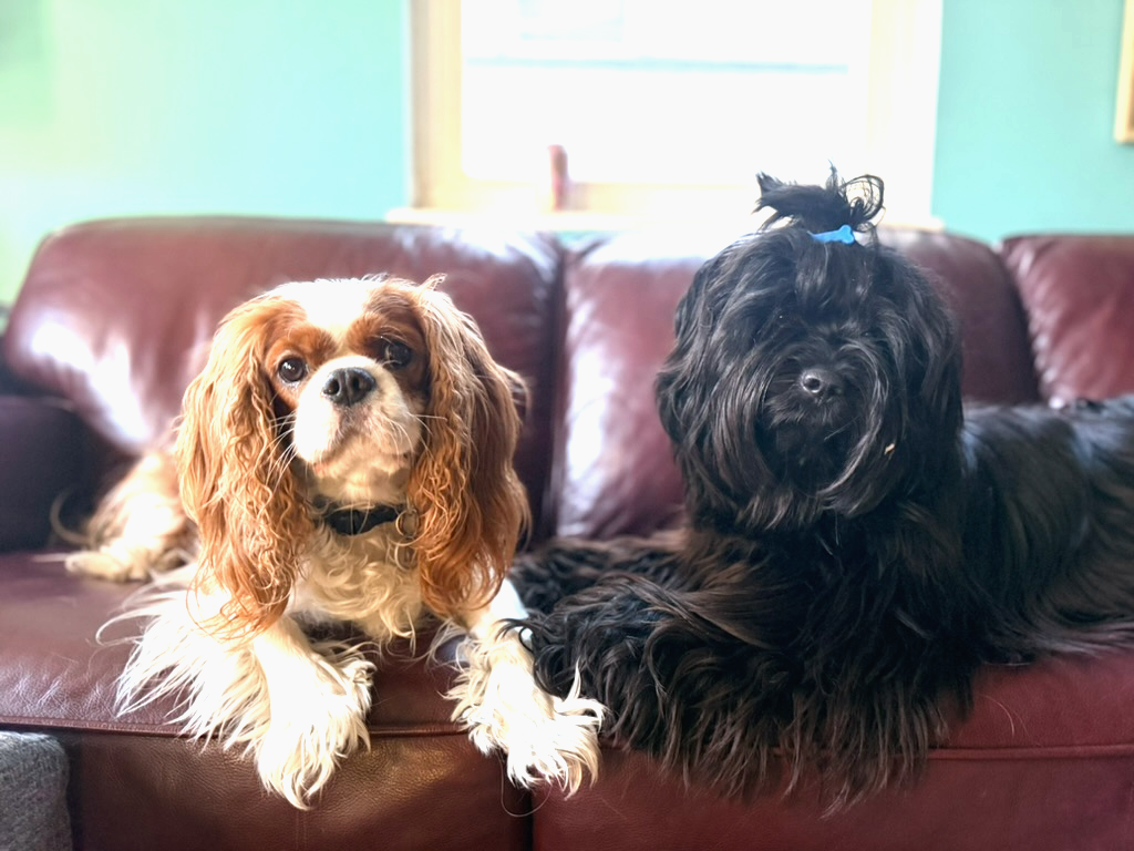 Toots sitting beside a Cavalier King Charles Spaniel on a couch